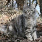 CH S*Kattilaforsens Maud Adams