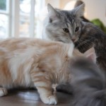 Messi-katten på besök 30 oktober