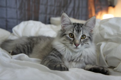 LinaFina